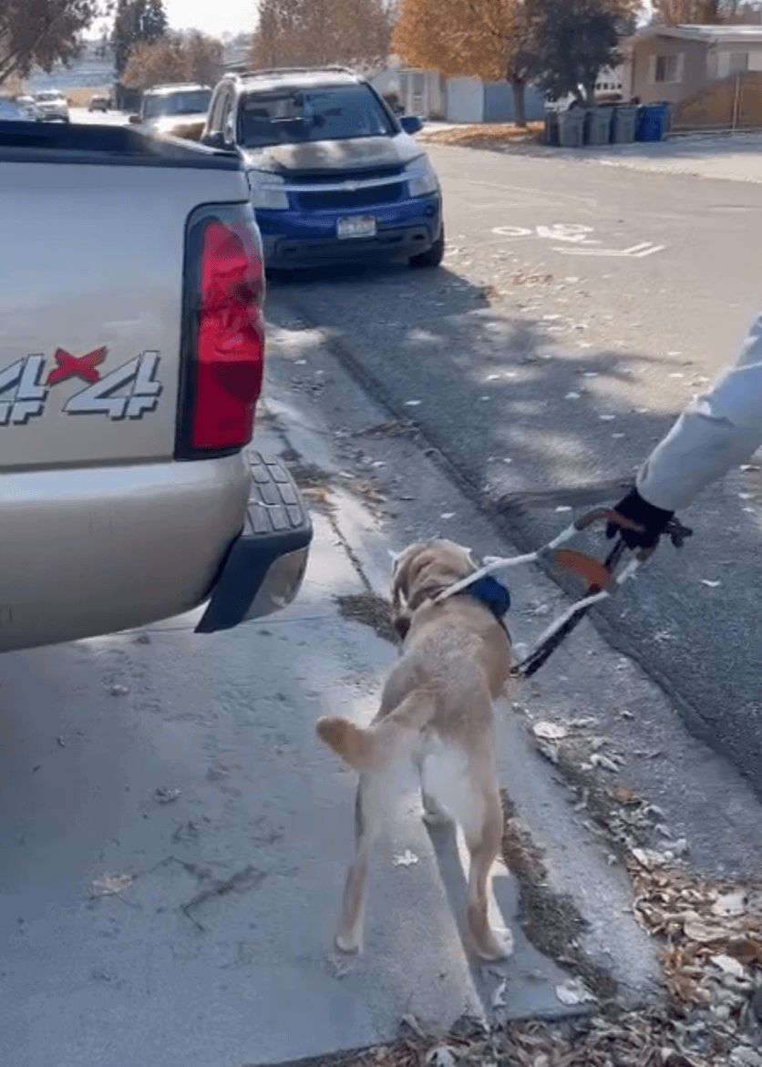 A guide dog struggles to navigate around a truck that is parked over the sidewalk.