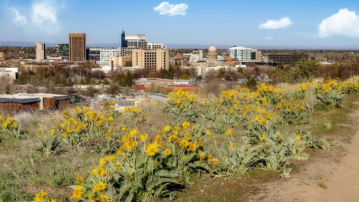 Downtown Boise with flowers along the foothills