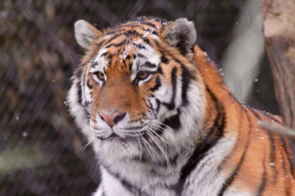 Zoo Boise Welcomes New Tiger | News | City of Boise