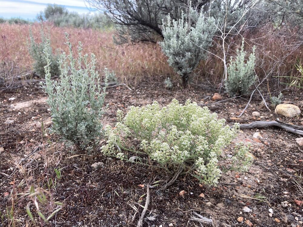 Slick spot peppergrass | City of Boise