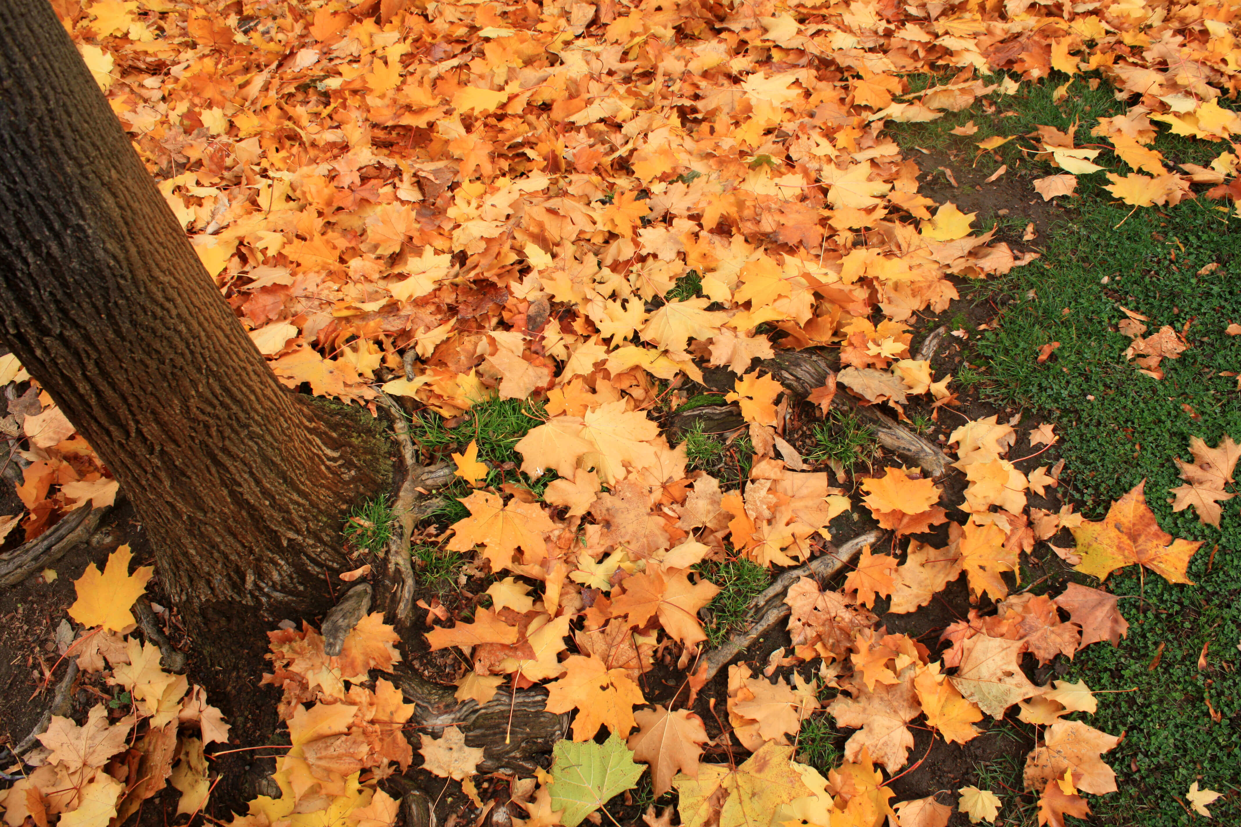 Boise's curbside compost program will pick up your leaves