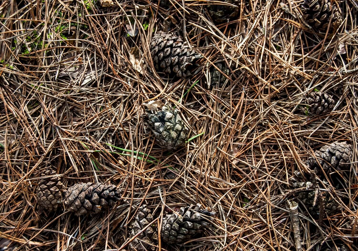 Pine needles and cones can be composted but it's a slow process