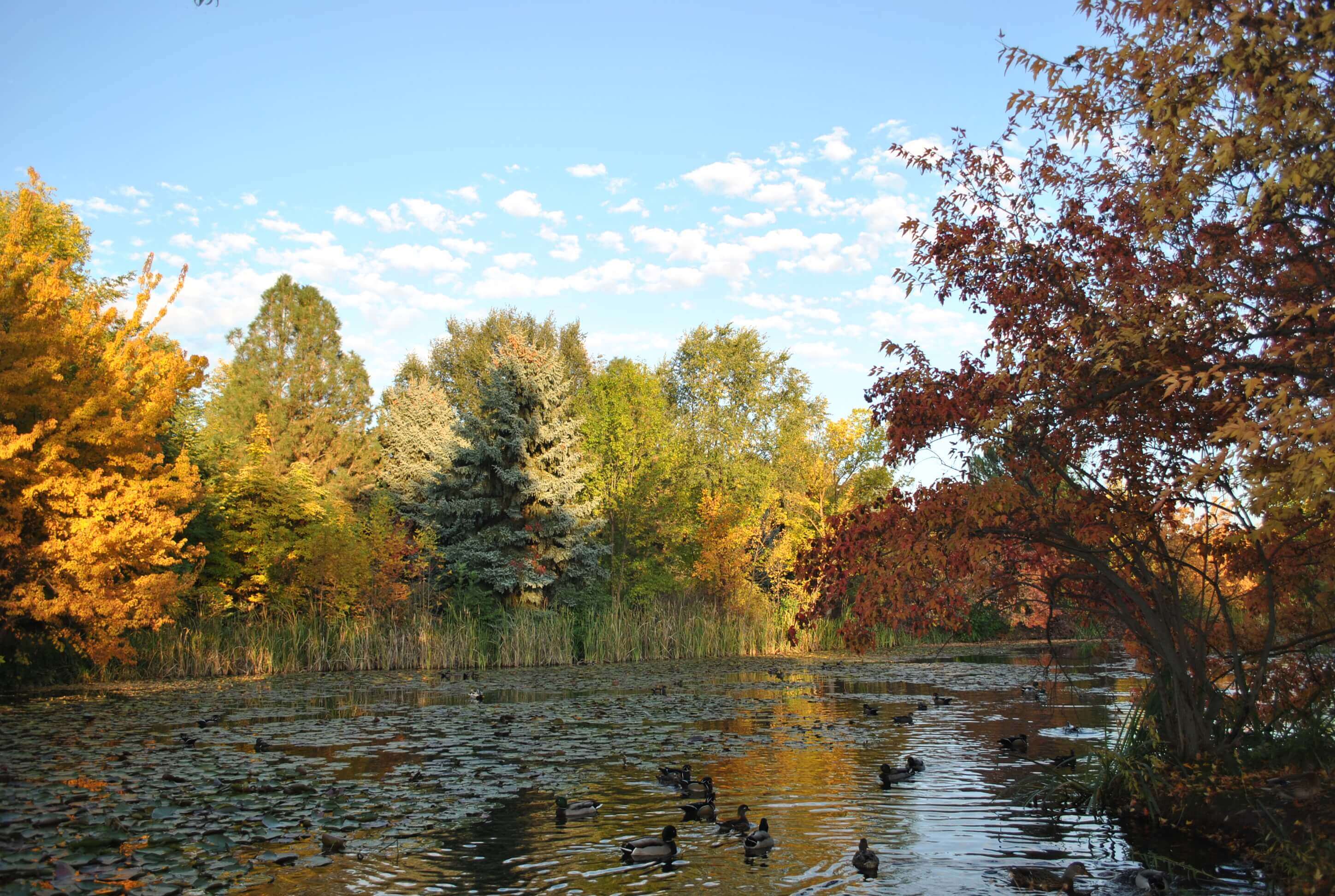 Community Forestry | City of Boise