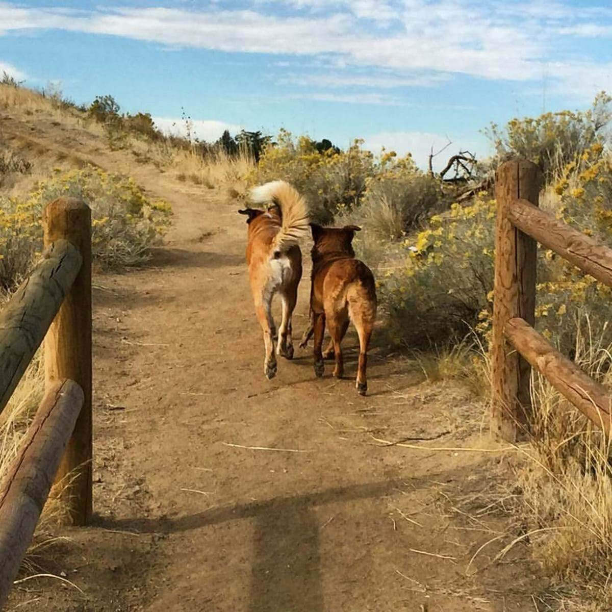 dogs-off-leash-parks-and-areas-city-of-boise