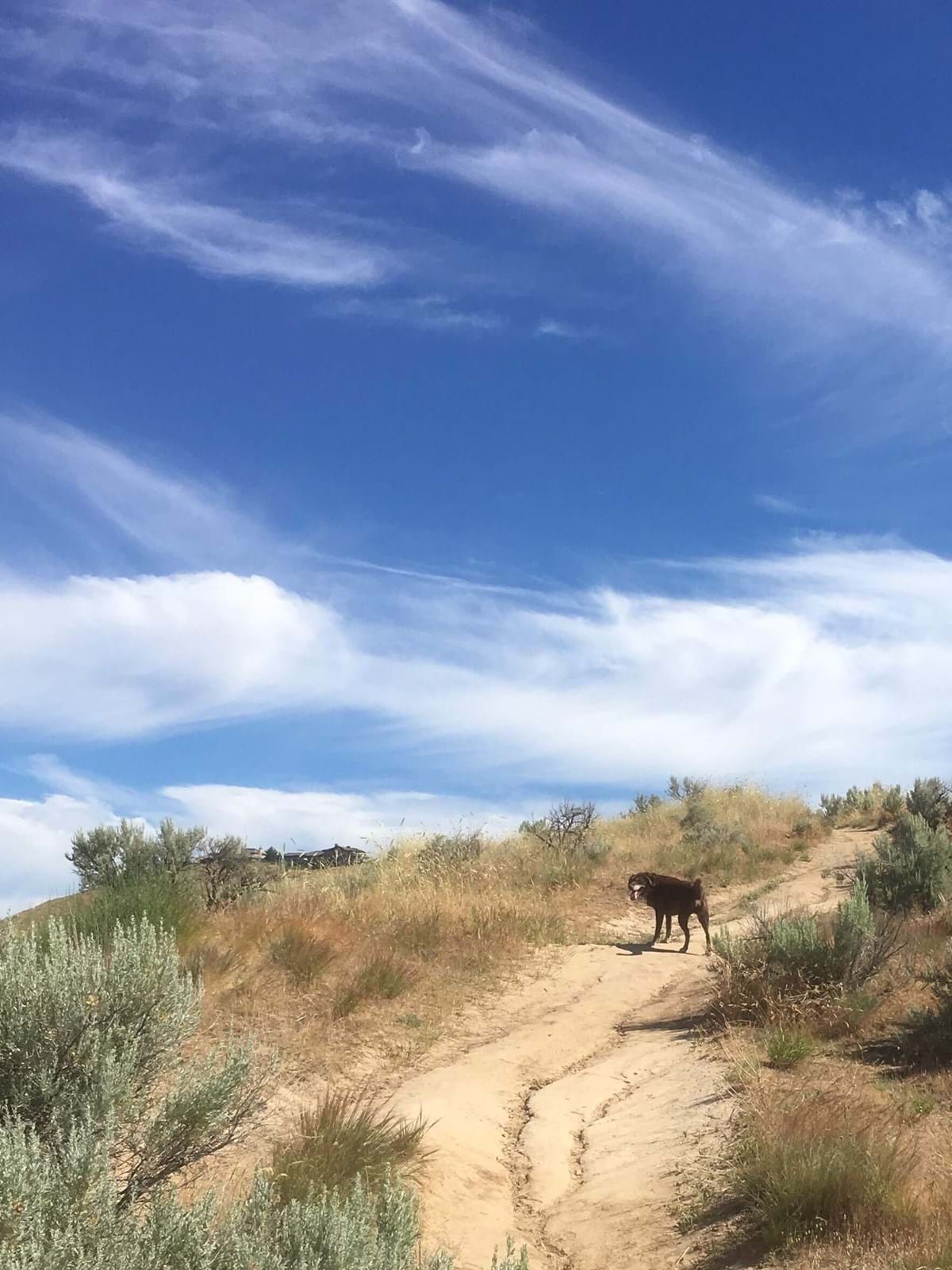 Dogs Off-Leash Parks and Areas | City of Boise