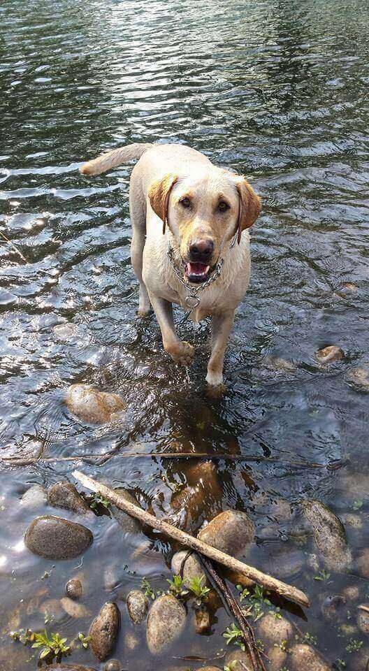 Together Treasure Valley Dog Island | City Of Boise