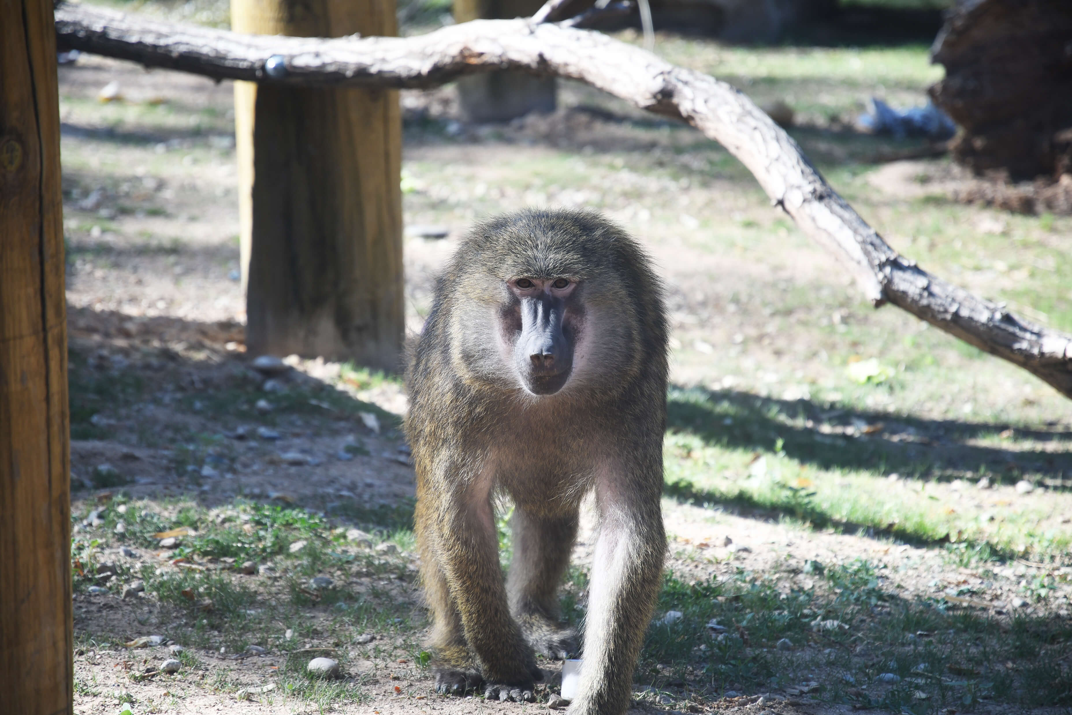 adult-zoo-boise-city-of-boise