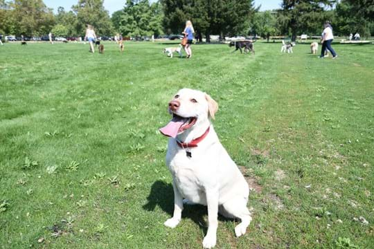 Together Treasure Valley Dog Island Project | City of Boise